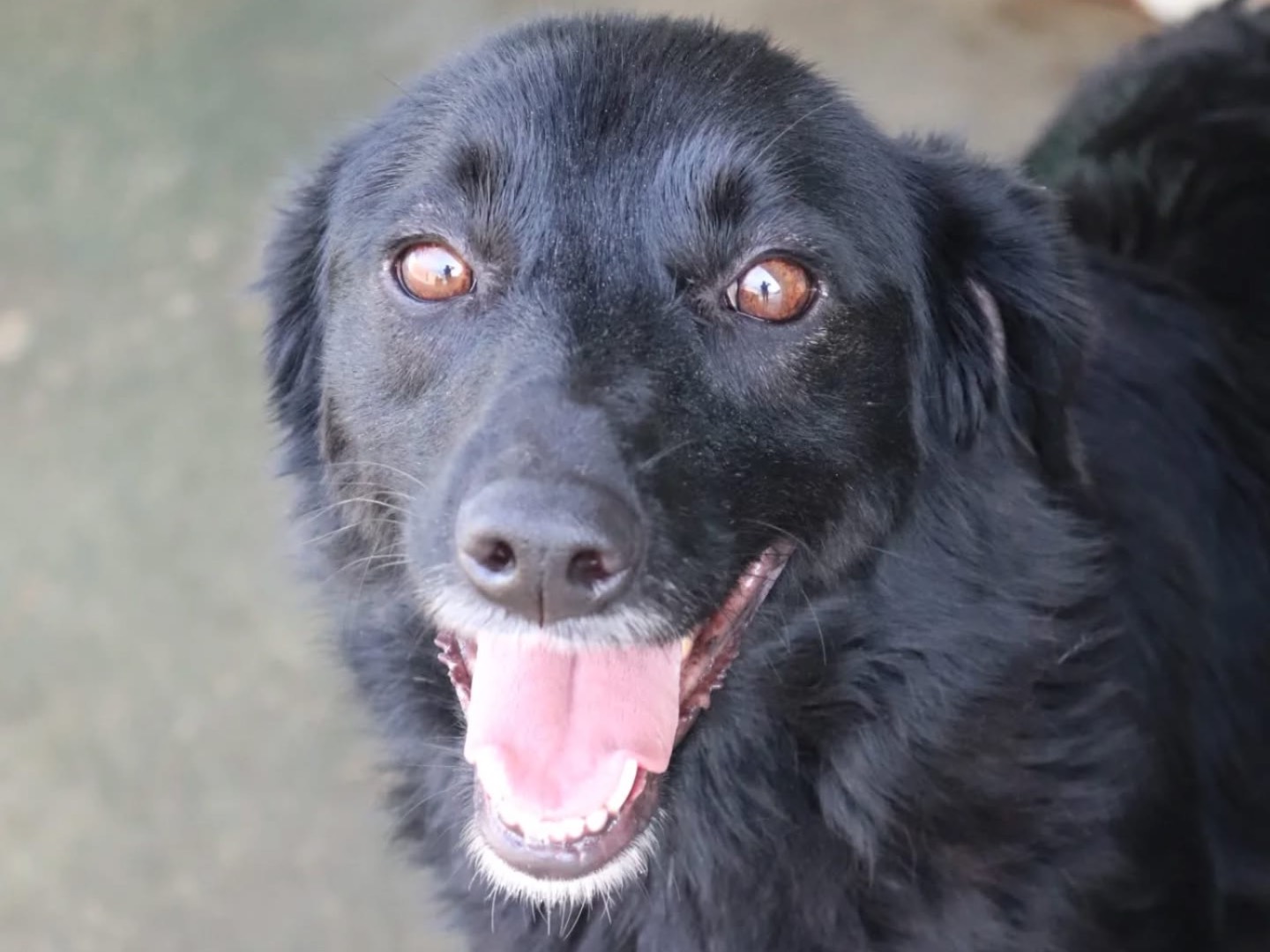 Adotta un cane, femmina, 3 anni e 9 mesi, Sud