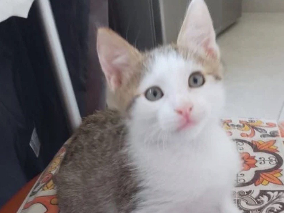 Adozione gatto, maschio, Razza sconosciuta Razza sconosciuta, 3 mesi, taglia non valida, Trapani