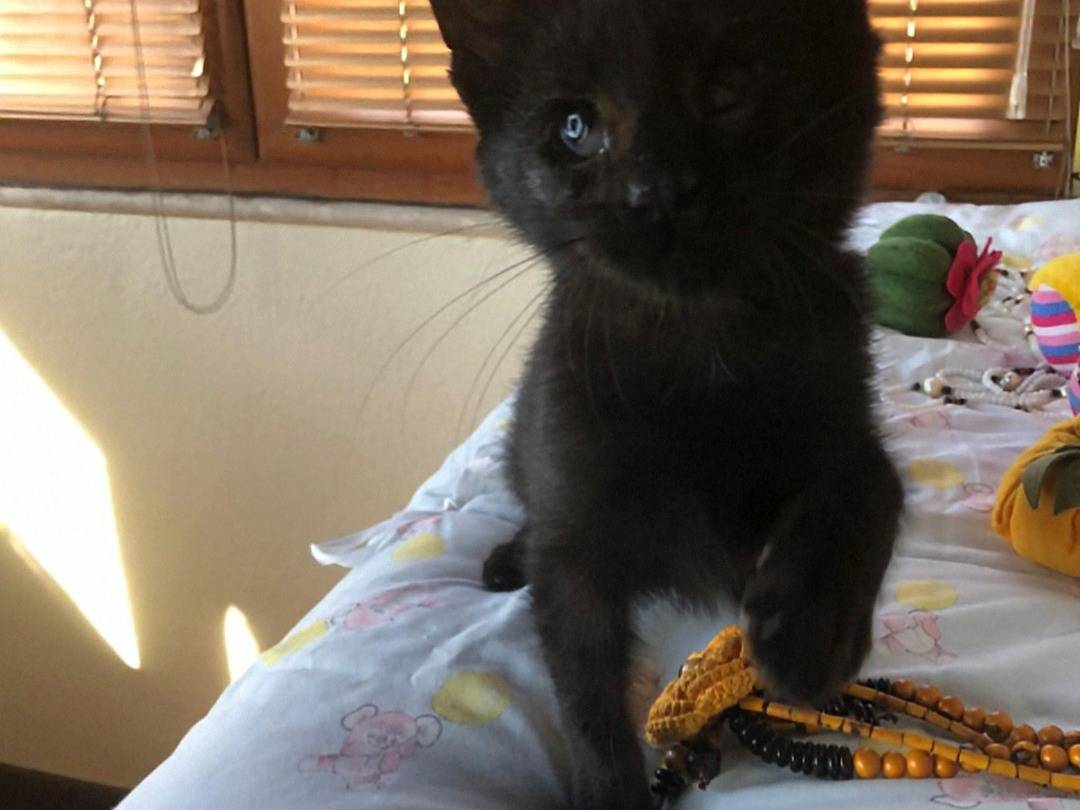 Adozione gatto, femmina, Razza sconosciuta Razza sconosciuta, 2 mesi, taglia non valida, Crotone