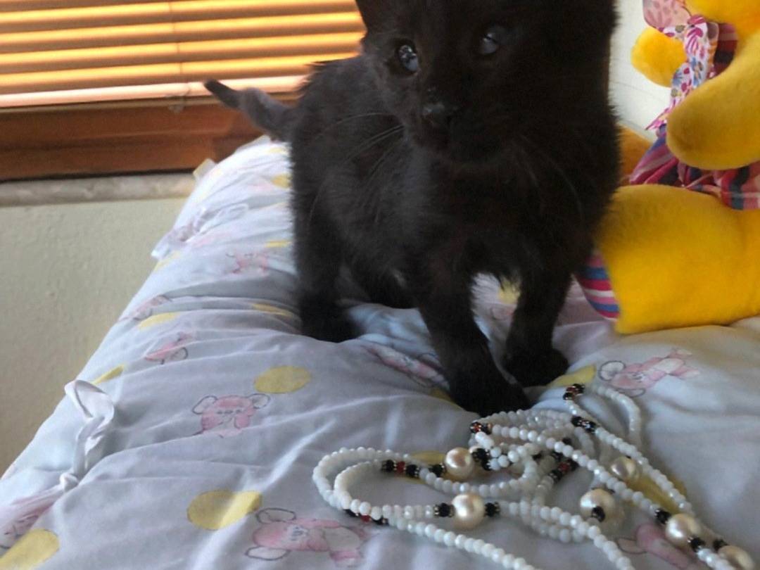 Adotta un gatto, femmina, 2 mesi, Crotone