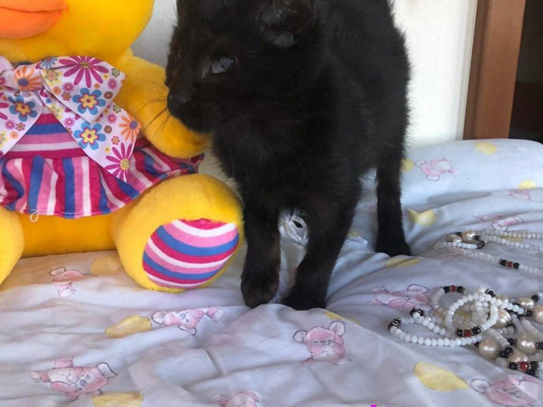 Adotta un gatto, taglia non valida, femmina, Crotone