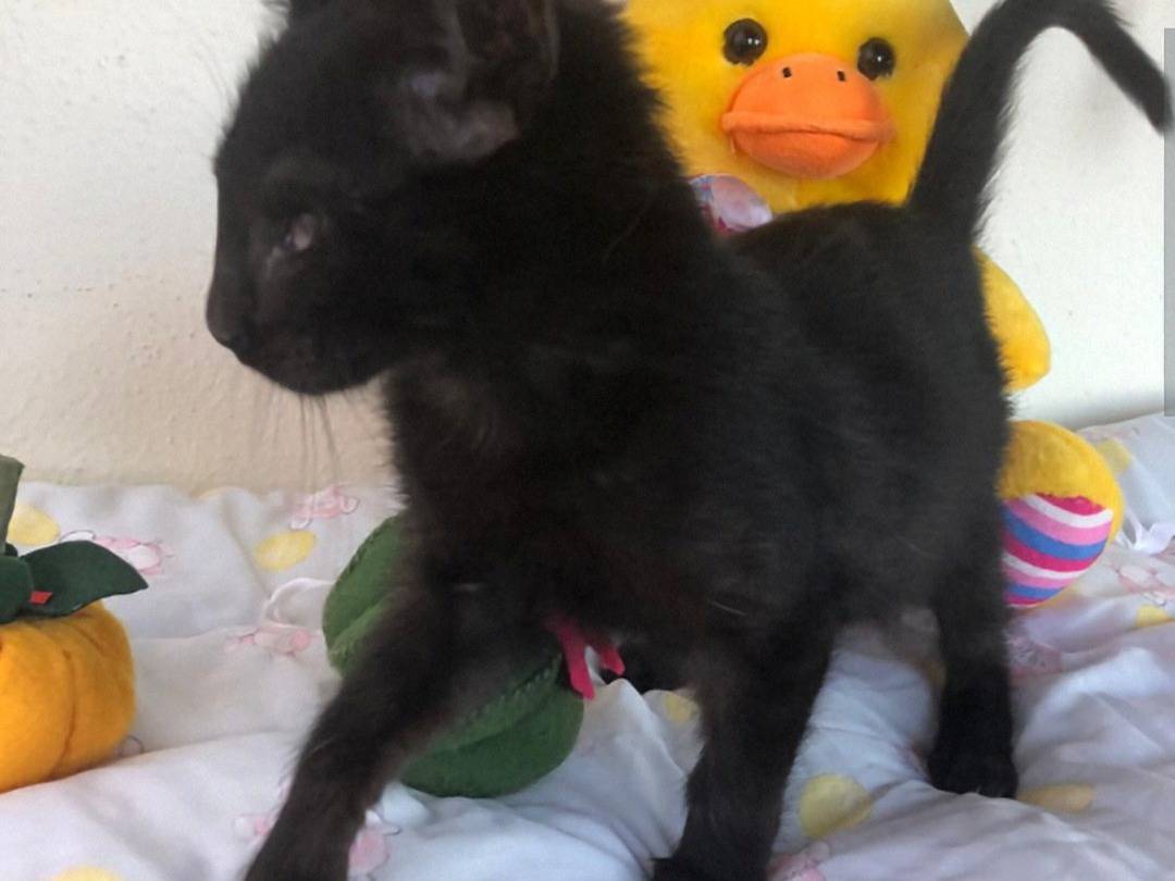 Vuoi adottare un gatto a Crotone?