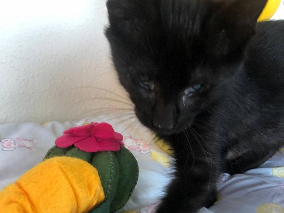 Adotta il gatto Alina a Crotone