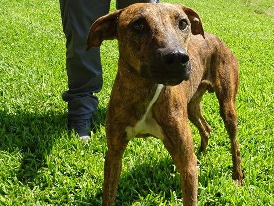 Adozione cane, maschio, Levriero Spagnolo (Galgo) Razza sconosciuta, 2 anni e 11 mesi, taglia media contenuta, Milano