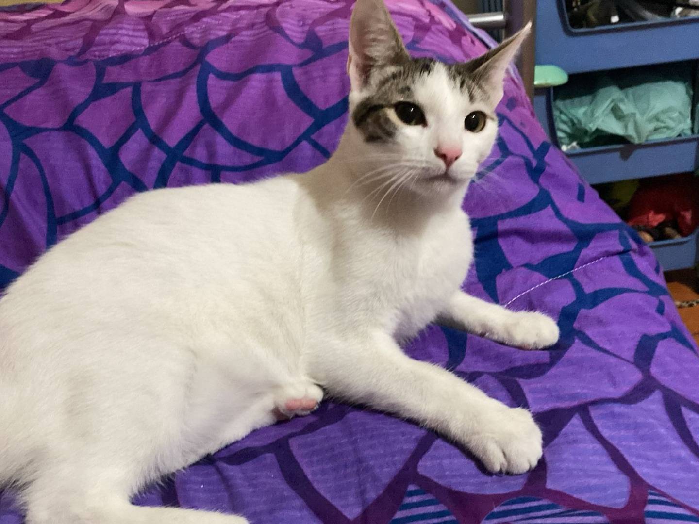 Adozione gatto, maschio, Razza sconosciuta Razza sconosciuta, 6 mesi, taglia non valida, Bergamo