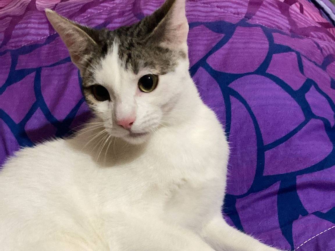 Adotta un gatto, maschio, 6 mesi, Bergamo