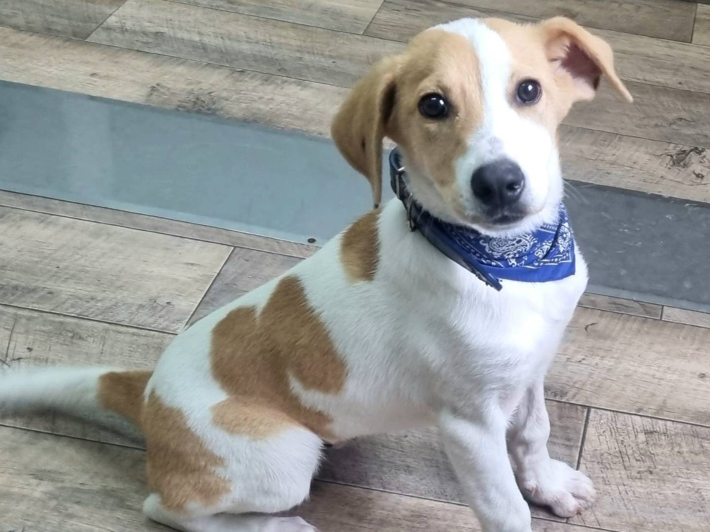 Adozione cane, maschio, Razza sconosciuta Razza sconosciuta, 4 mesi, taglia media, Taranto