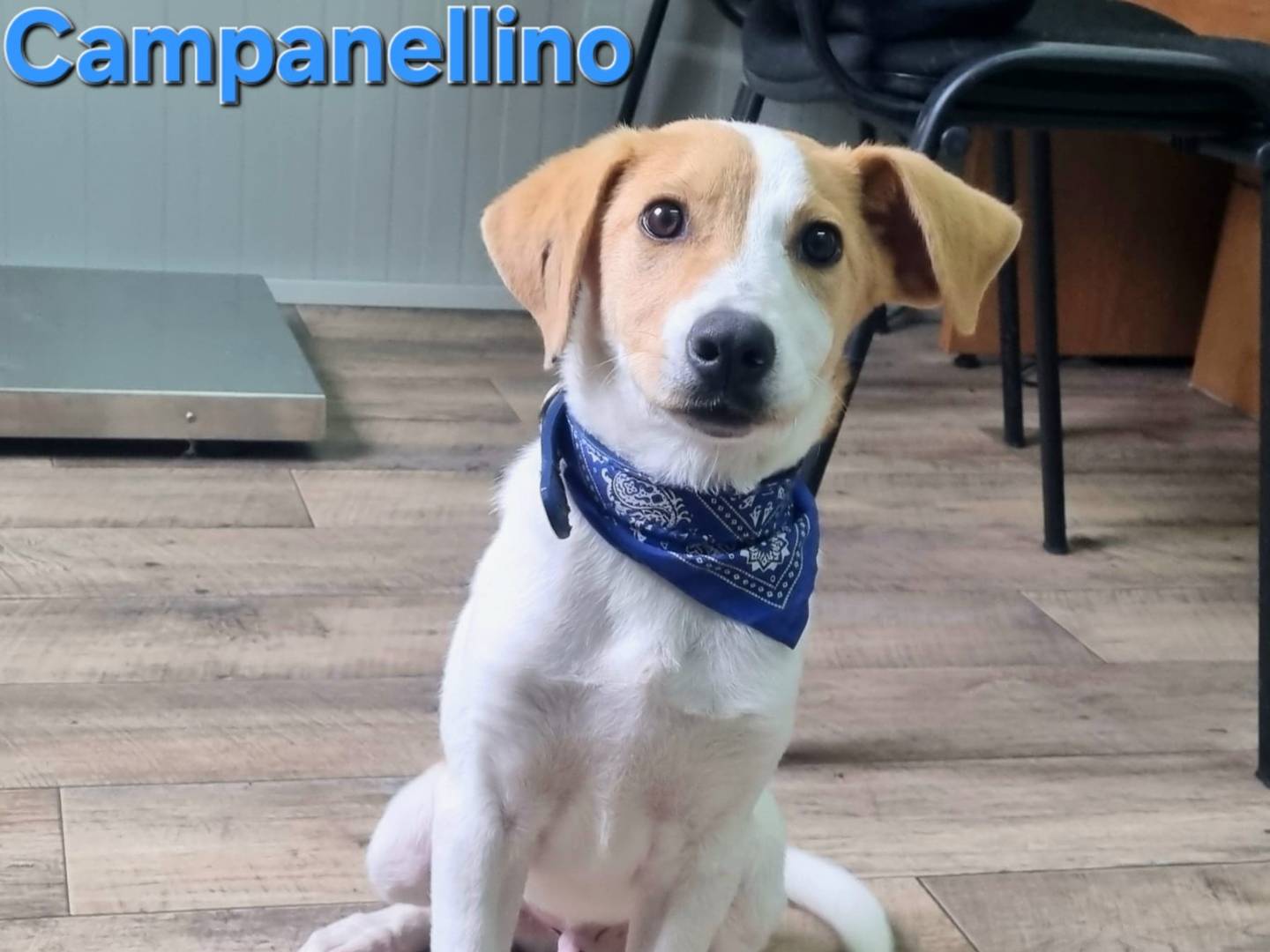 Adotta un cane, maschio, 4 mesi, Taranto