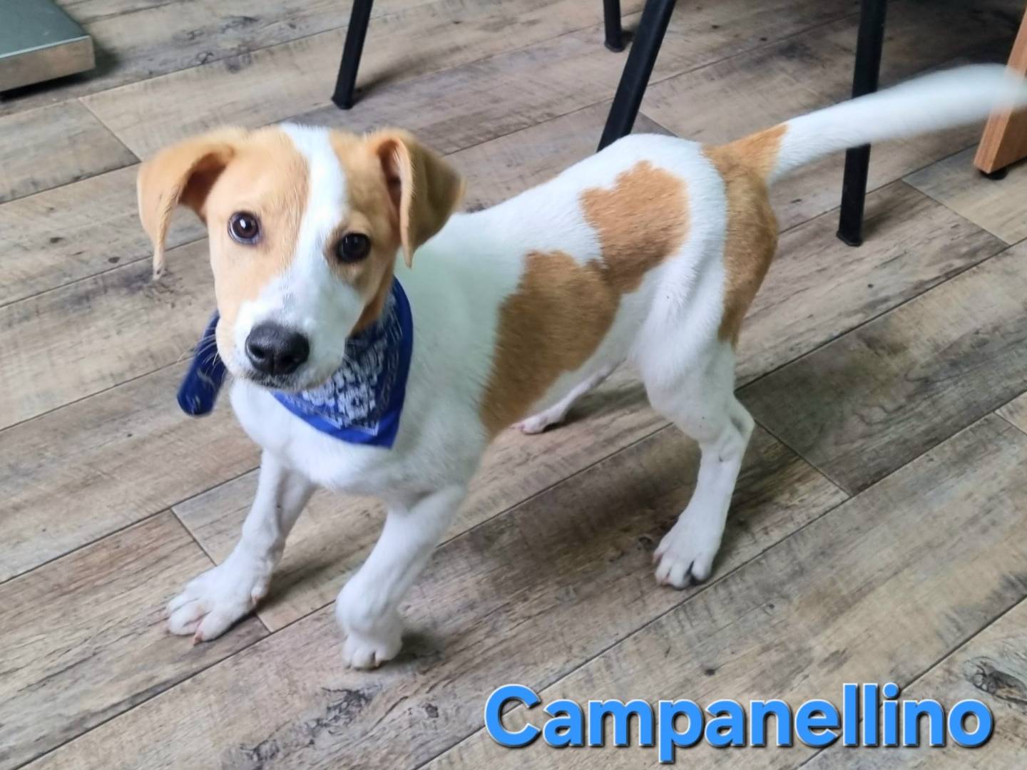 Adotta un cane, taglia media, maschio, Taranto