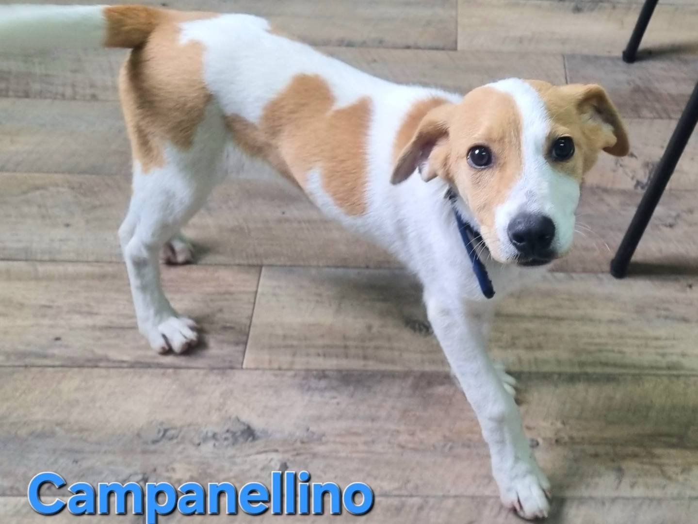 Vuoi adottare un cane a Taranto?