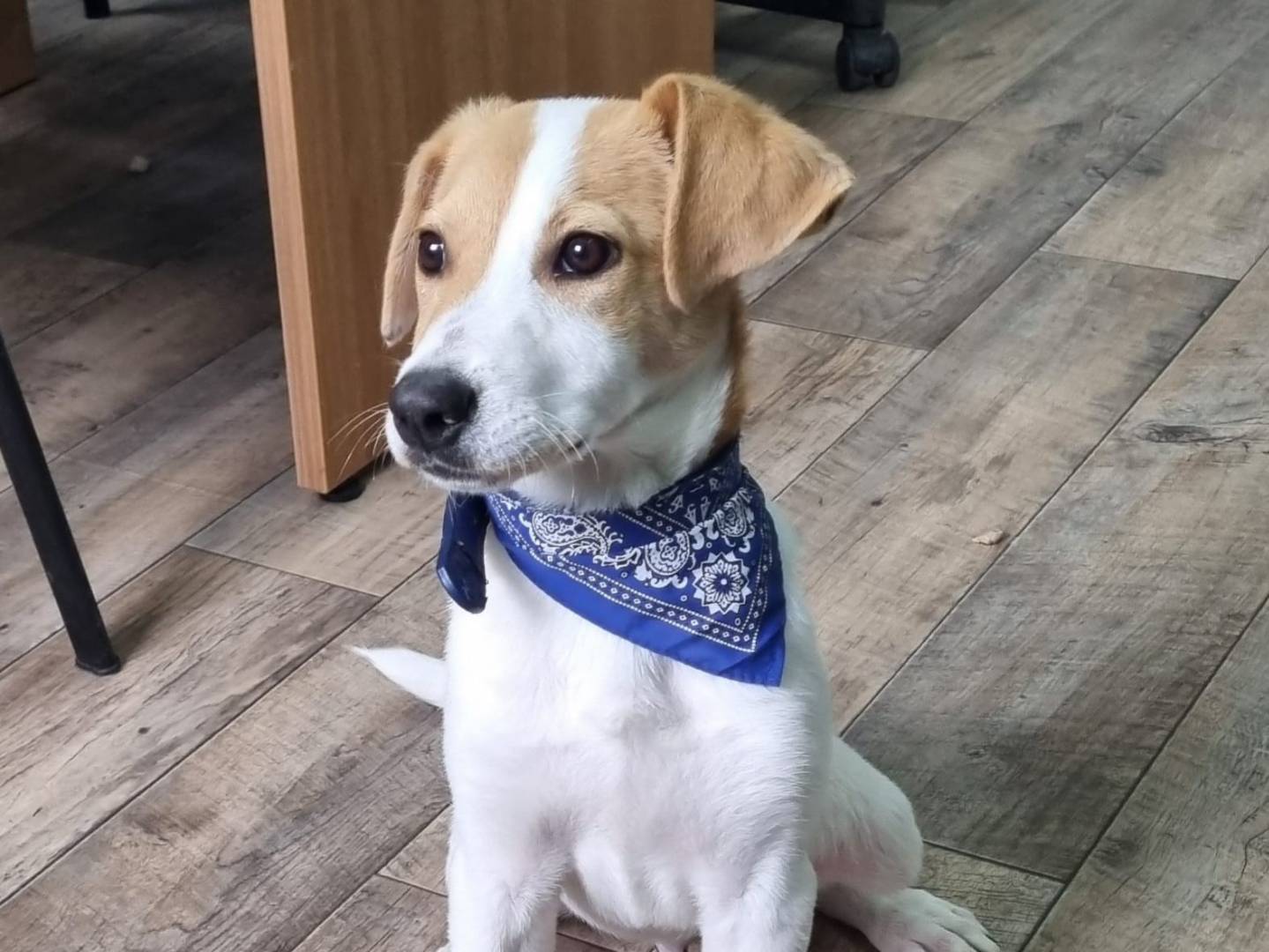 Adotta il cane Campanellino a Taranto