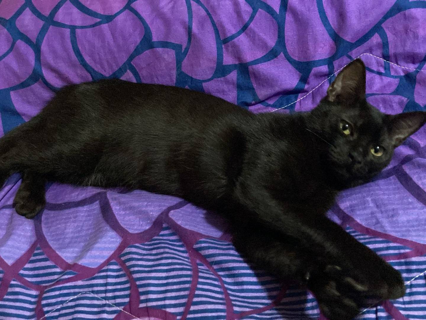 Adozione gatto, maschio, Razza sconosciuta Razza sconosciuta, 4 mesi, taglia non valida, Bergamo