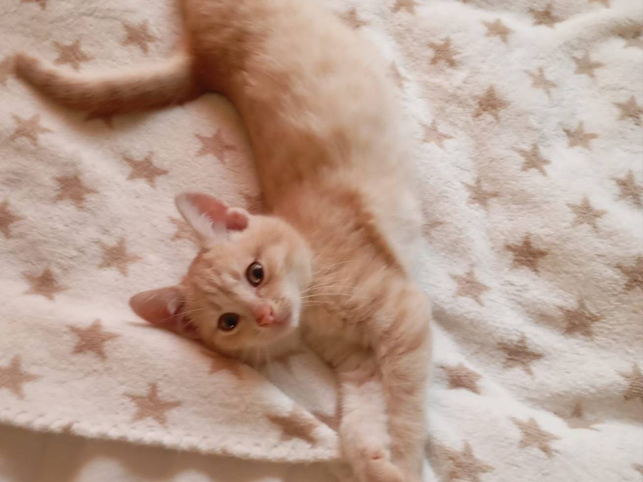 Adozione gatto, maschio, Razza sconosciuta Razza sconosciuta, 3 mesi, taglia non valida, Crotone