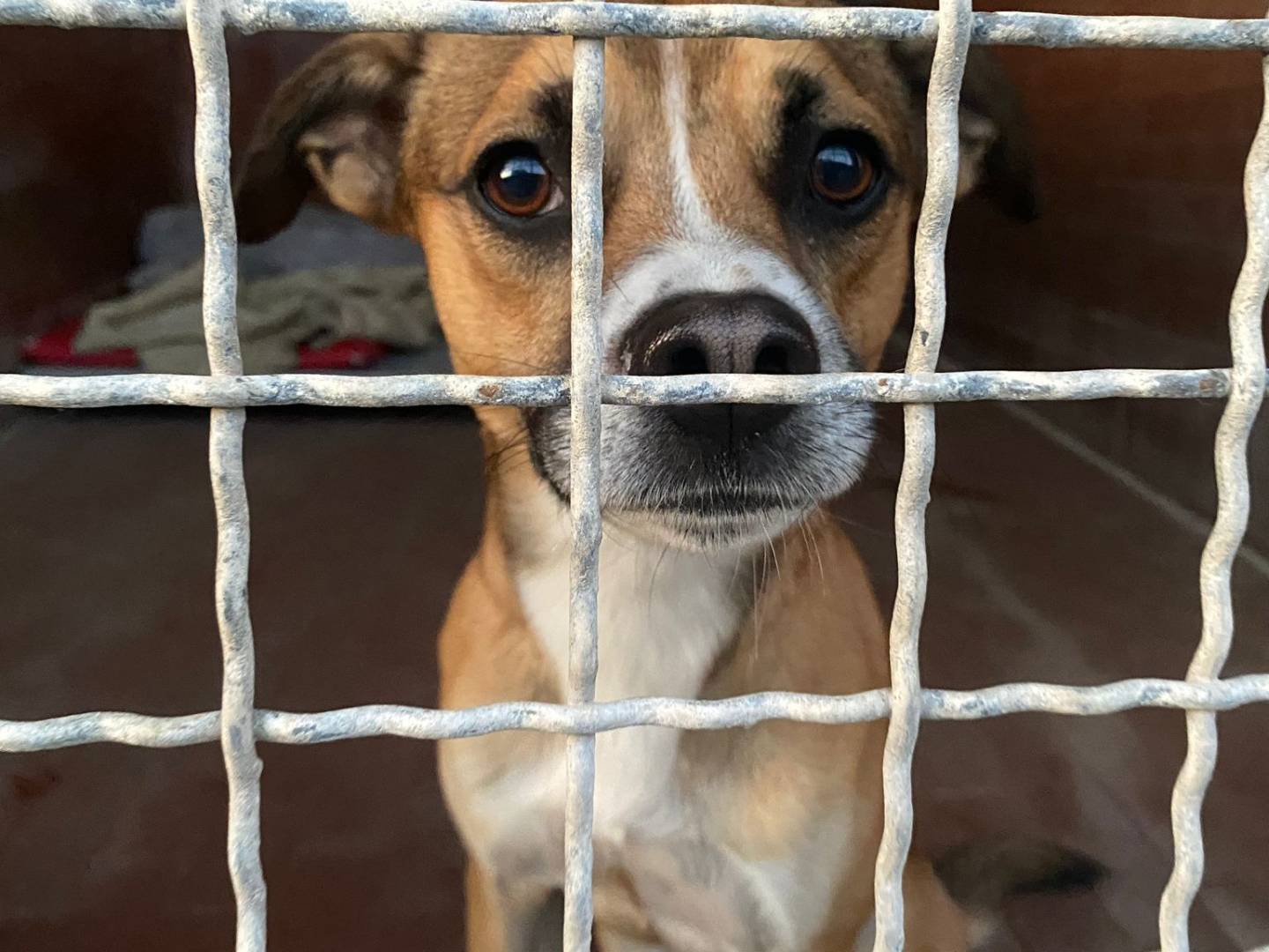 Adozione cane, maschio, Razza sconosciuta Razza sconosciuta, 2 anni e 10 mesi, taglia media, Milano