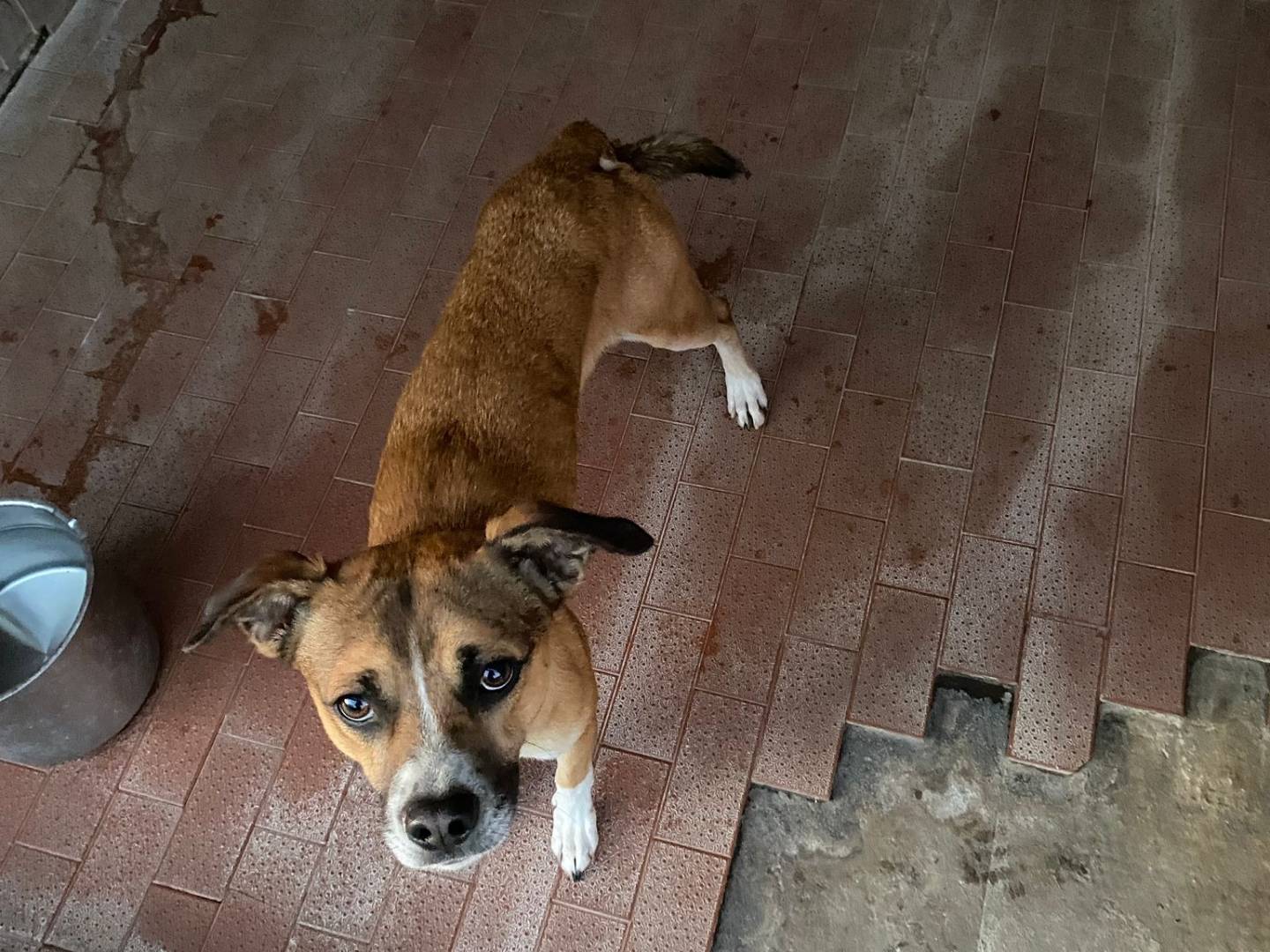 Adotta un cane, maschio, 2 anni e 10 mesi, Milano