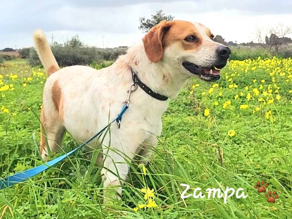 Adozione cane, maschio, Razza sconosciuta Razza sconosciuta, 7 anni e 8 mesi, taglia media, Trapani