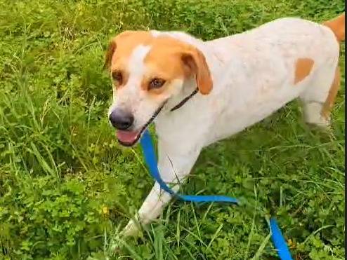 Adotta un cane, maschio, 7 anni e 8 mesi, Trapani