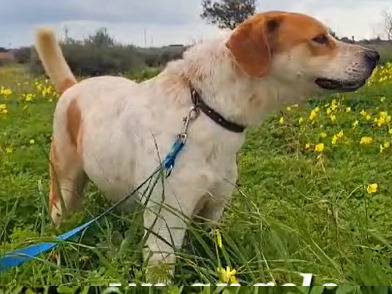 Adotta un cane, taglia media, maschio, Trapani