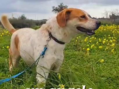 Vuoi adottare un cane a Trapani?
