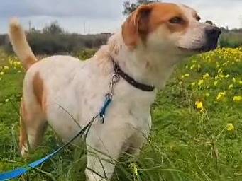 Adotta il cane Zampa a Trapani