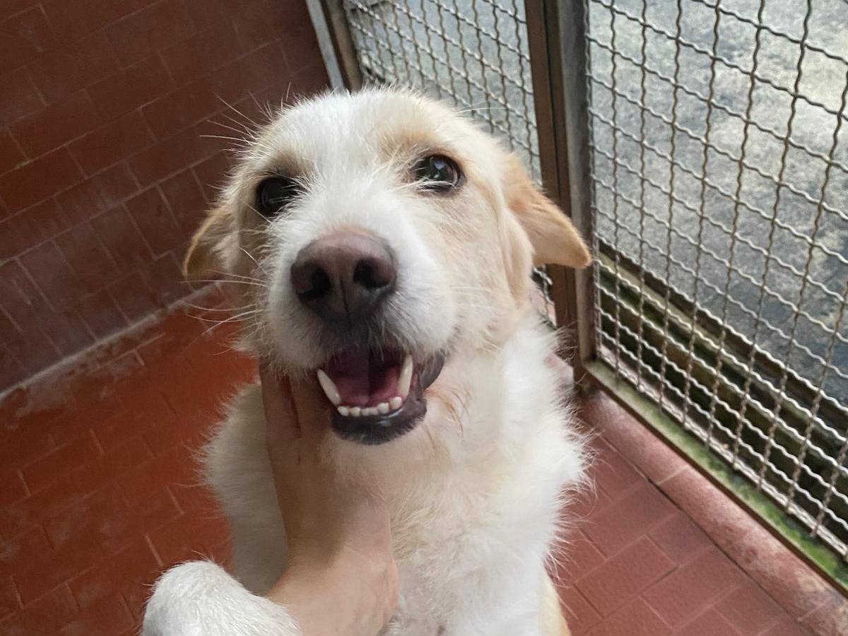 Adozione cane, maschio, Spinone Razza sconosciuta, 2 anni e 3 mesi, taglia media, Milano