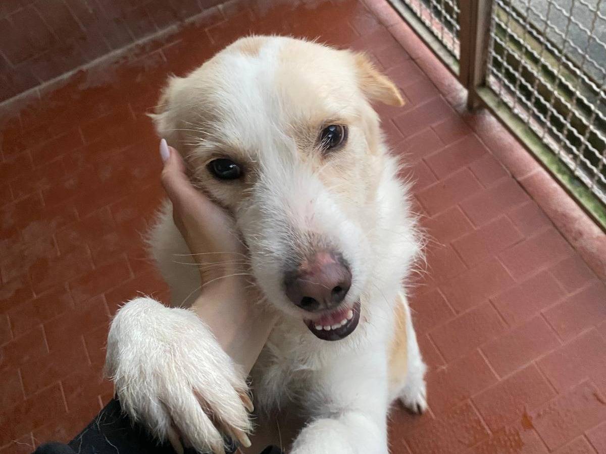 Adotta un cane, maschio, 2 anni e 3 mesi, Milano