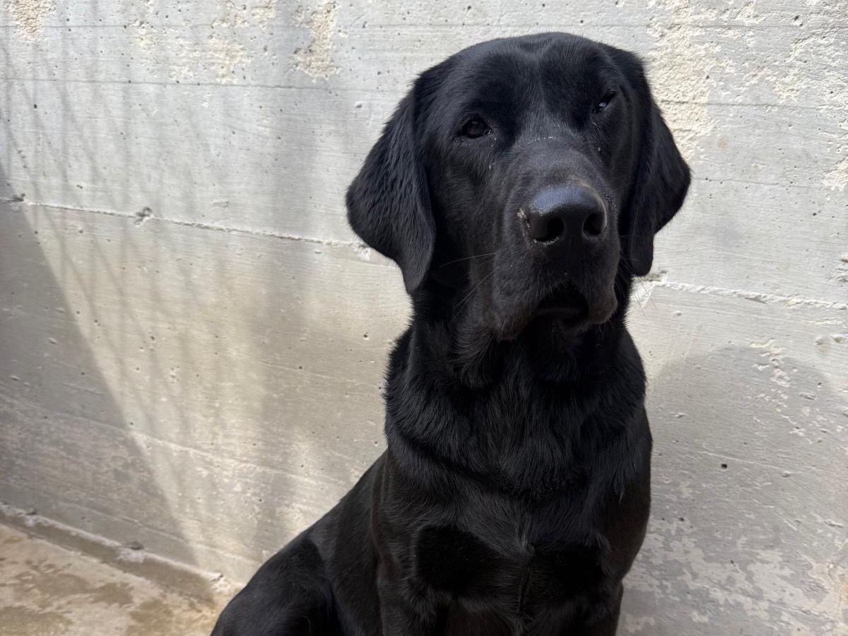 Adozione cane, maschio, Labrador Retriever Razza sconosciuta, 1 anno e 5 mesi, taglia grande, Foggia