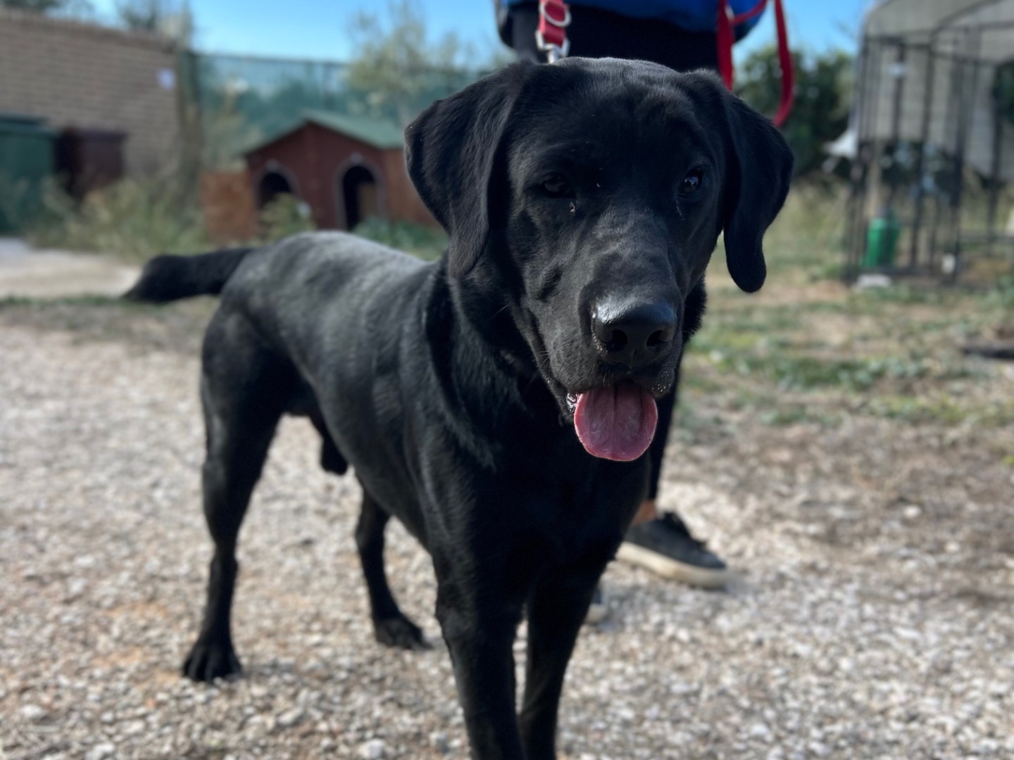 Adotta un cane, maschio, 1 anno e 5 mesi, Foggia