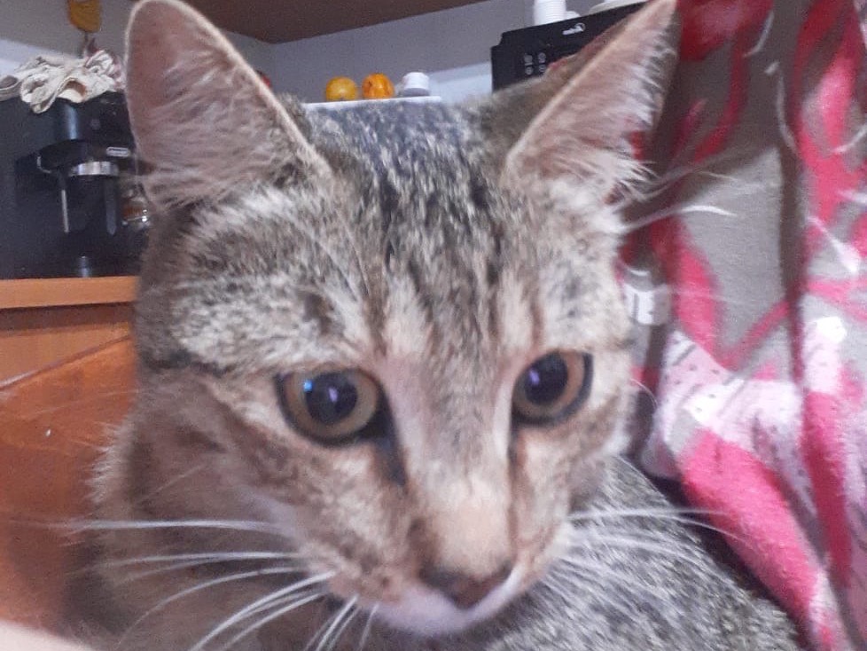 Adozione gatto, maschio, Razza sconosciuta Razza sconosciuta, 4 mesi, taglia non valida, Siracusa