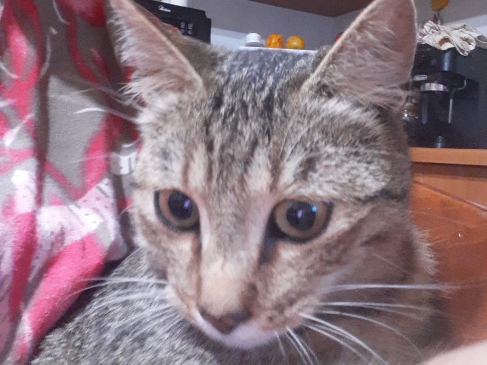 Adotta un gatto, maschio, 4 mesi, Siracusa