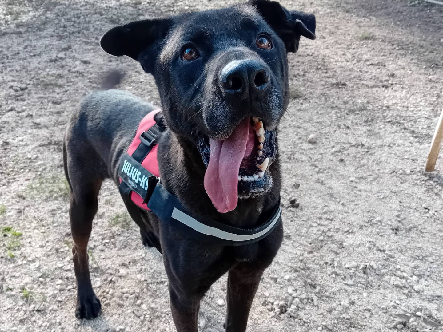 Adozione cane, maschio, Razza sconosciuta Razza sconosciuta, 7 anni e 3 mesi, taglia grande, Barletta