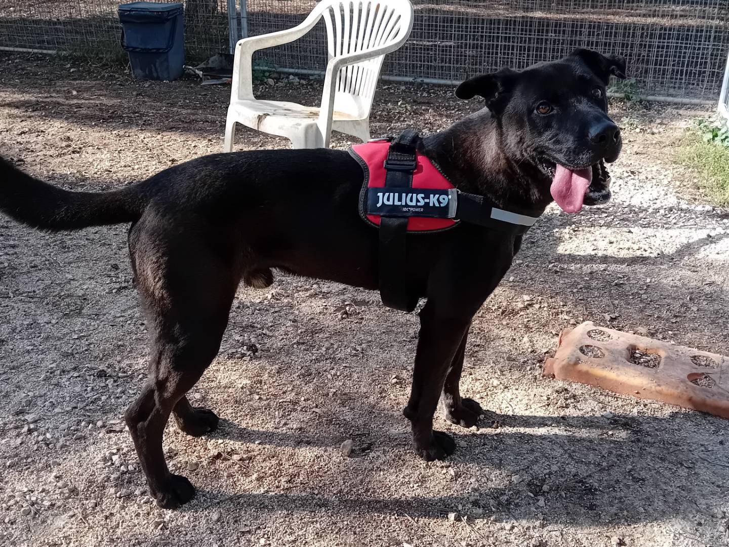 Adotta un cane, taglia grande, maschio, Barletta