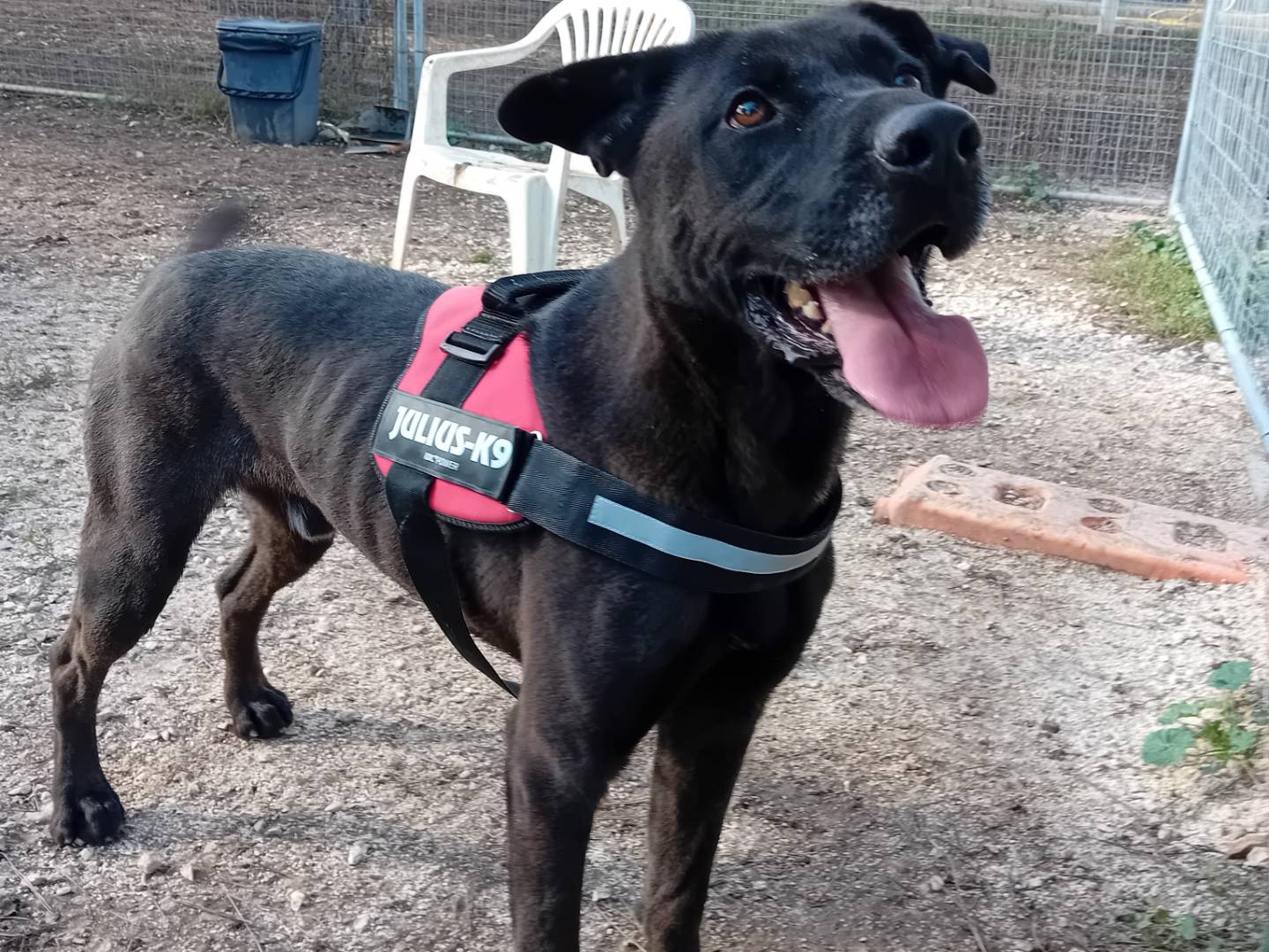 Vuoi adottare un cane a Barletta?