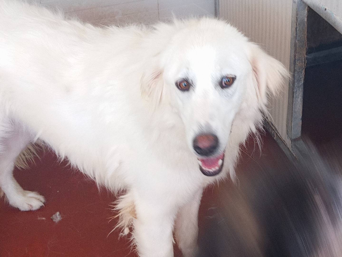 Adotta un cane, femmina, 5 anni e 10 mesi, Viterbo