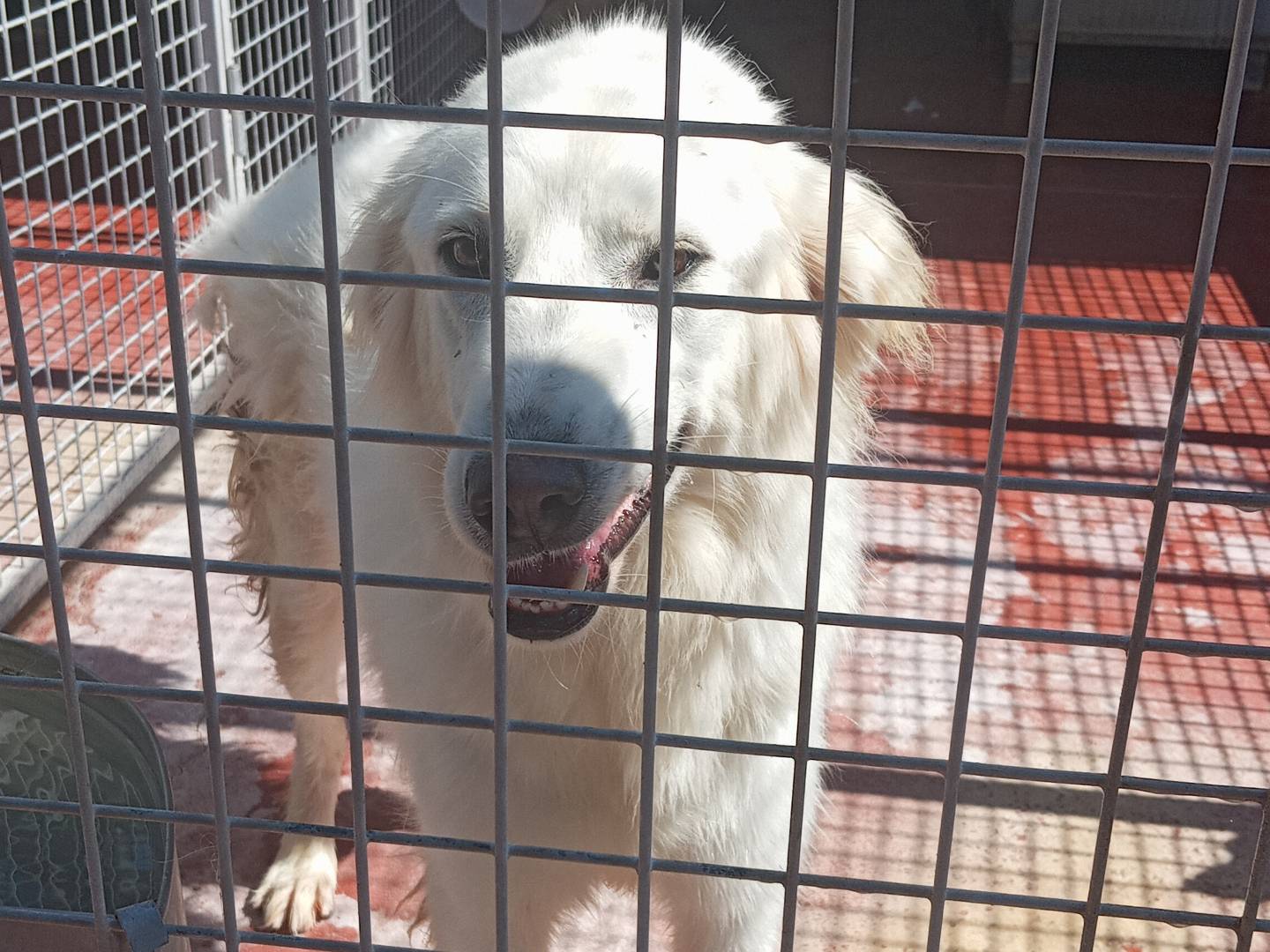 Adotta un cane, taglia media, femmina, Viterbo