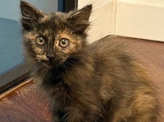 Adozione gatto, femmina, Razza sconosciuta Razza sconosciuta, 2 mesi, taglia non valida, Avellino