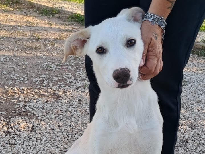 Adozione cane, femmina, Razza sconosciuta Razza sconosciuta, 5 mesi, taglia media, Ragusa