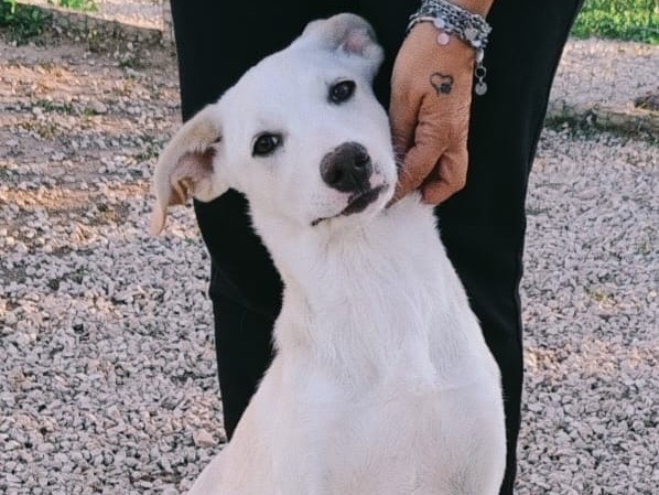 Adotta un cane, femmina, 5 mesi, Ragusa