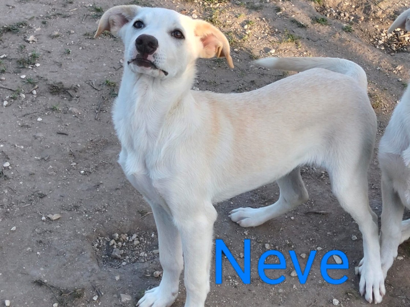 Adozione cane, maschio, Razza sconosciuta Razza sconosciuta, 5 mesi, taglia media, Ragusa