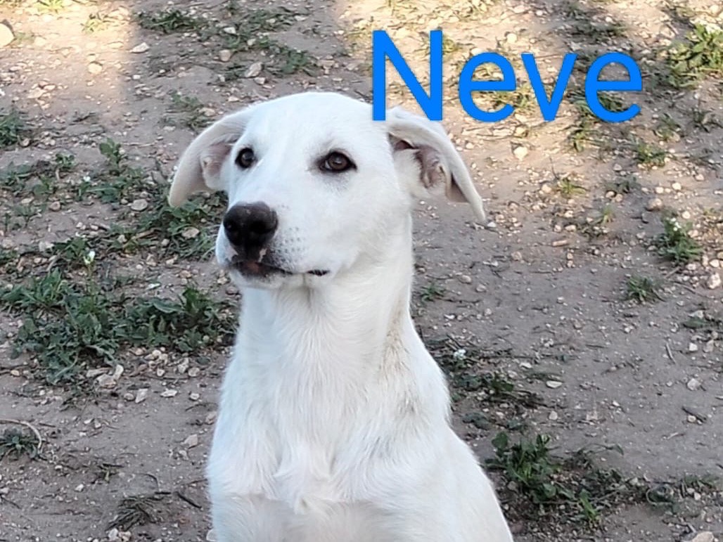 Adotta un cane, maschio, 5 mesi, Ragusa