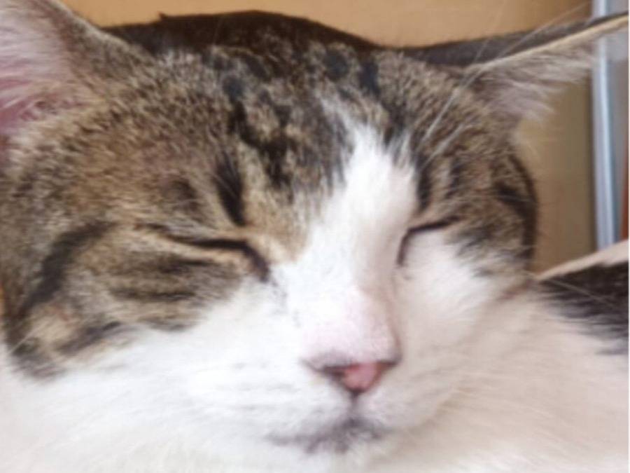 Adotta un gatto, femmina, 12 anni e 2 mesi, Torino