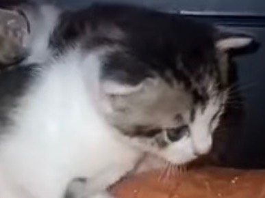 Adozione gatto, femmina, Razza sconosciuta Razza sconosciuta, 2 mesi, taglia non valida, Torino