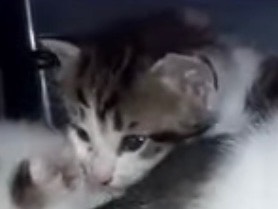 Adozione gatto, maschio, Razza sconosciuta Razza sconosciuta, 2 mesi, taglia non valida, Torino