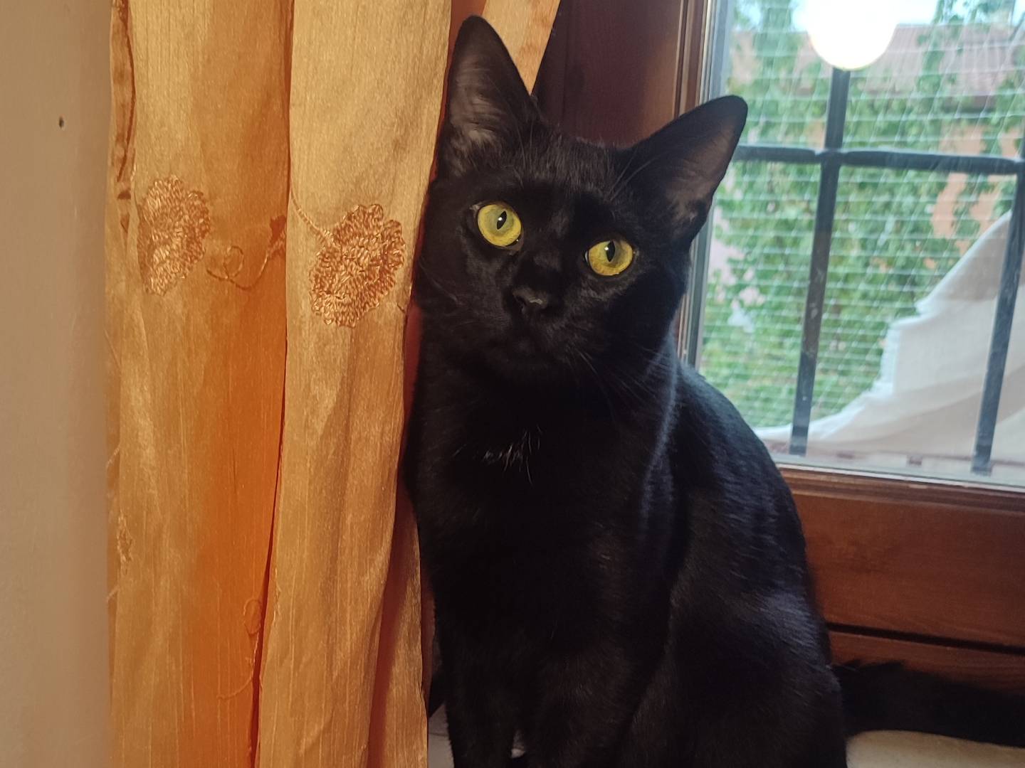 Adozione gatto, maschio, Razza sconosciuta Razza sconosciuta, 7 mesi, taglia non valida, Roma