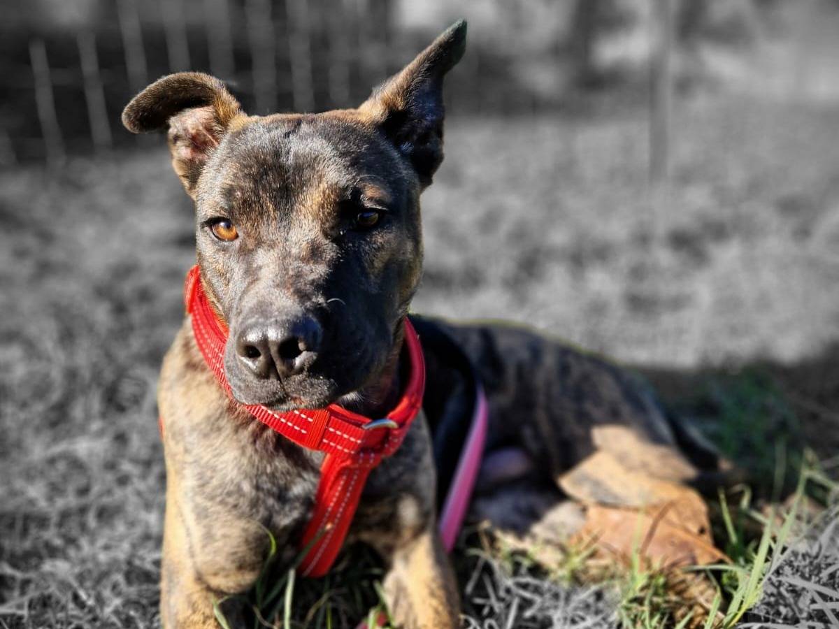 Adotta un cane, maschio, 6 mesi, Frosinone