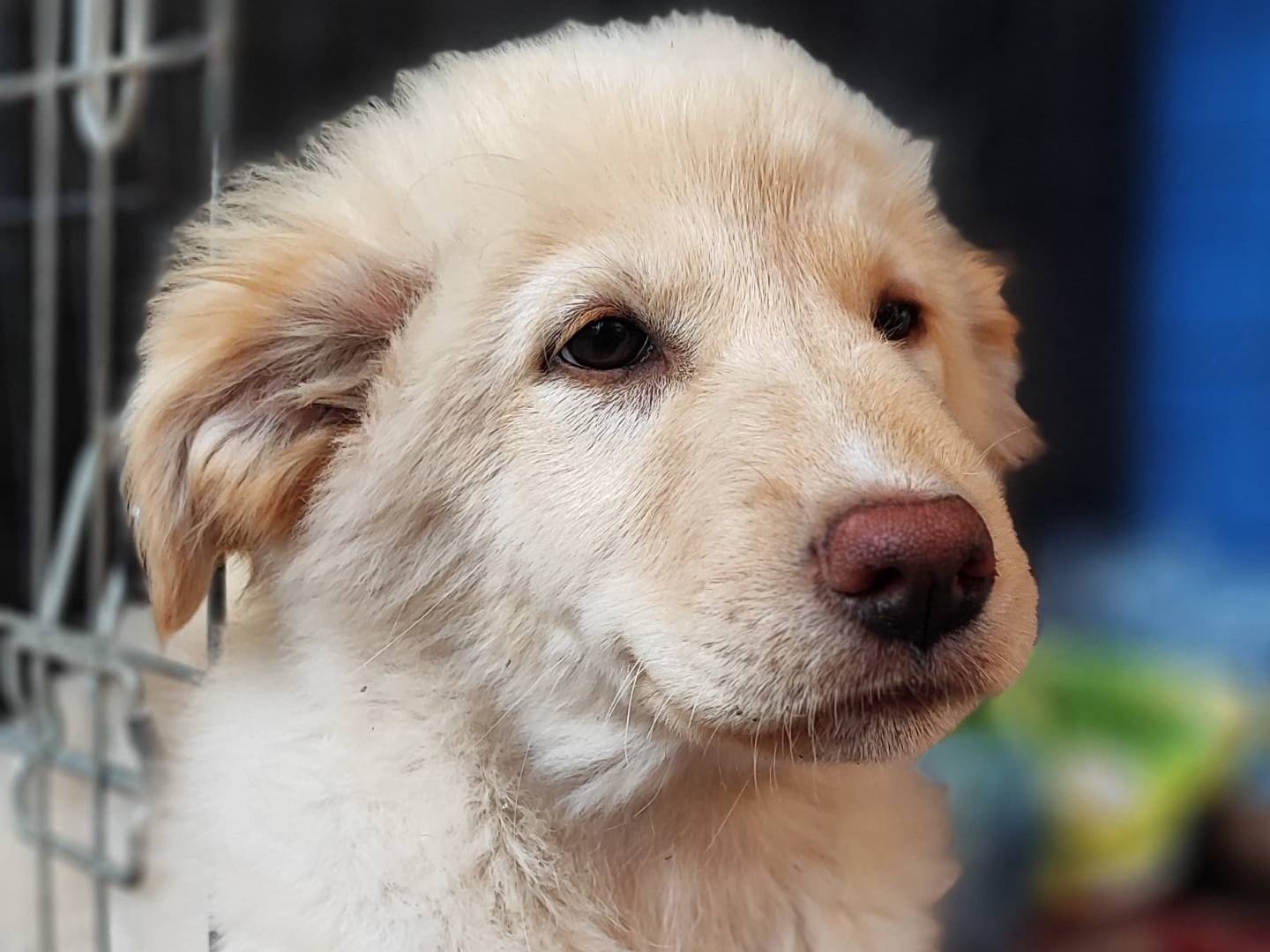 Vuoi adottare un cane a Como?