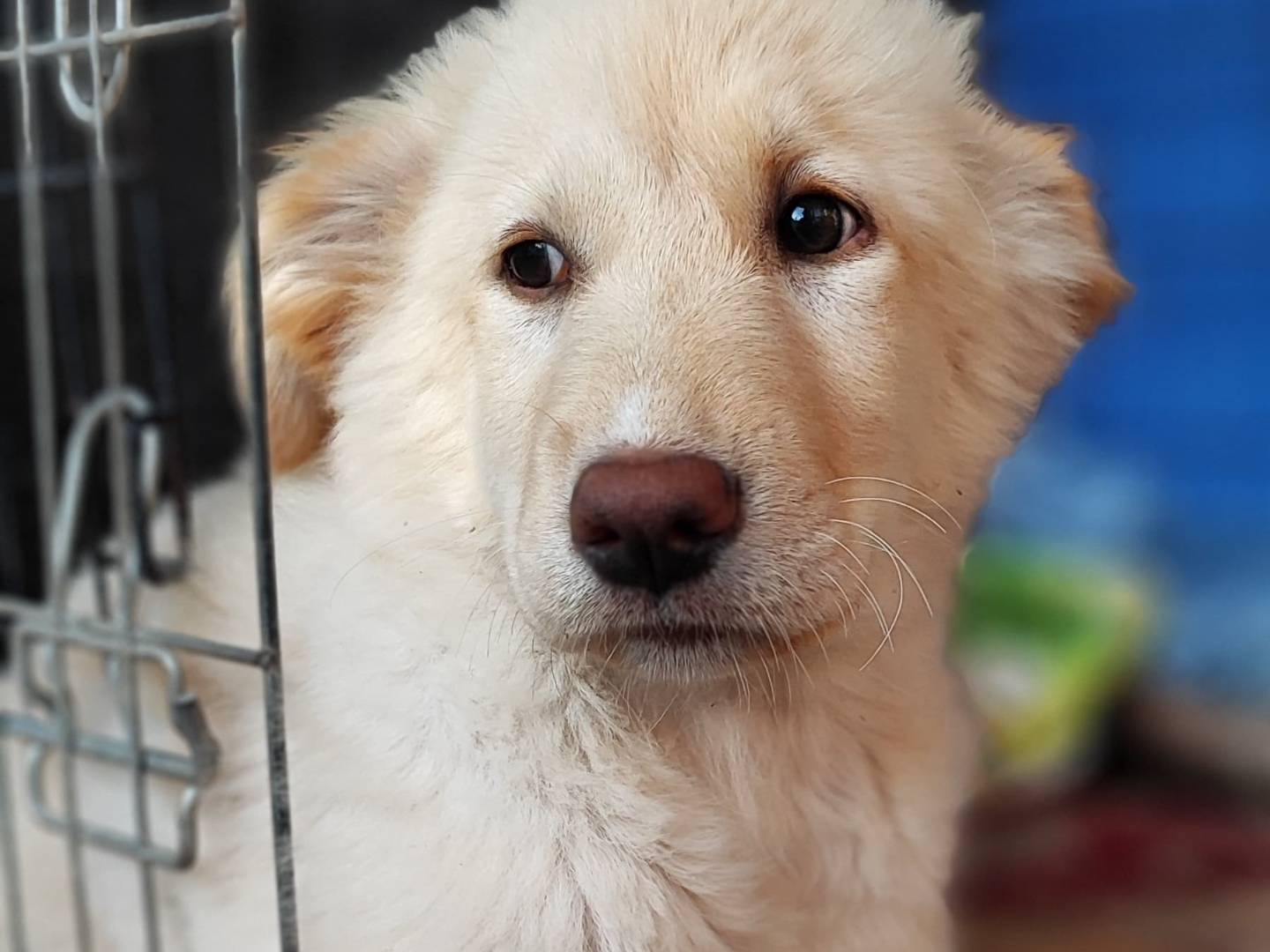 Adotta il cane Hinaka a Como