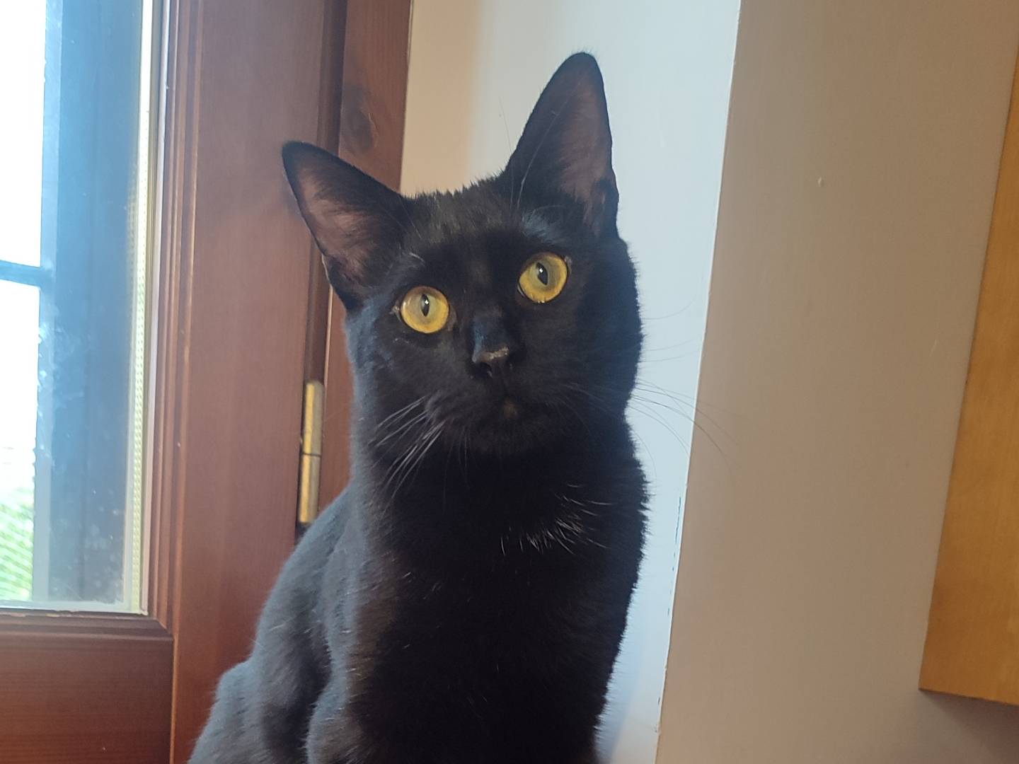 Adotta un gatto, maschio, 7 mesi, Roma