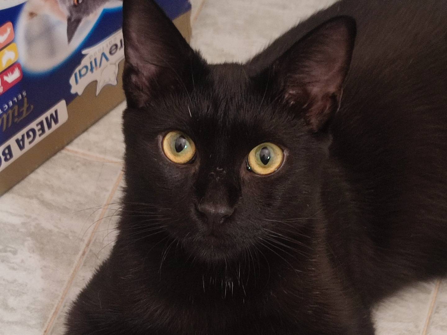 Adotta un gatto, taglia non valida, maschio, Roma