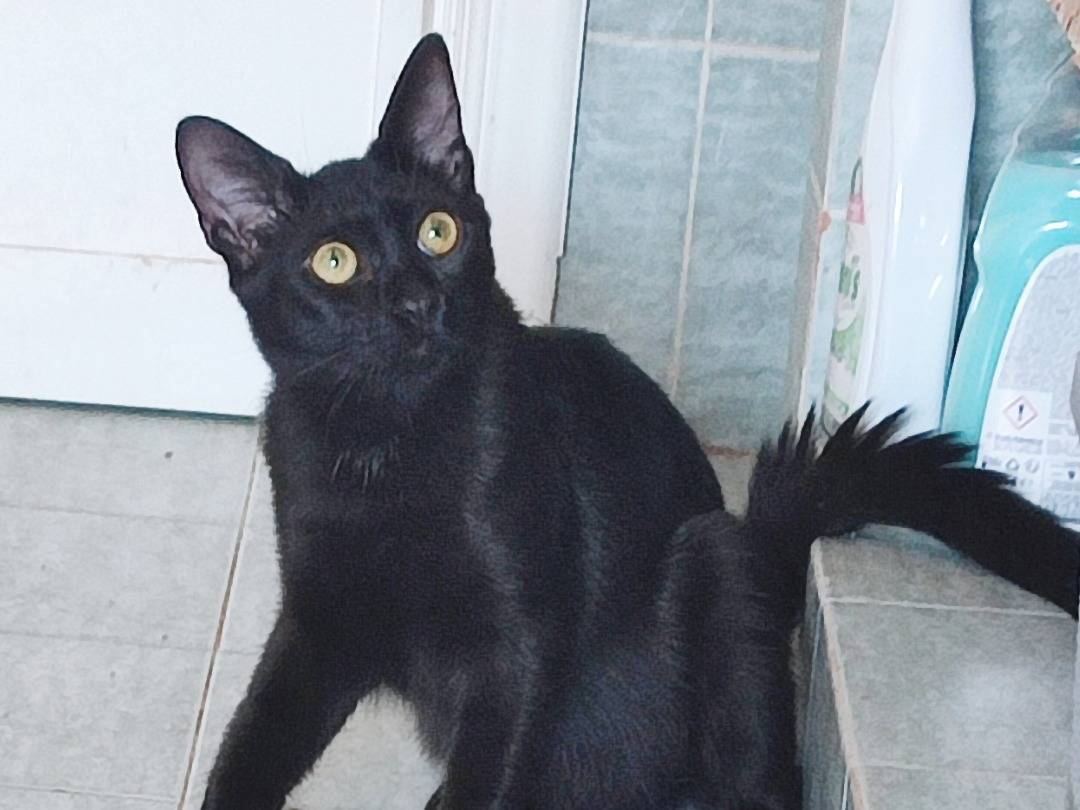 Vuoi adottare un gatto a Roma?